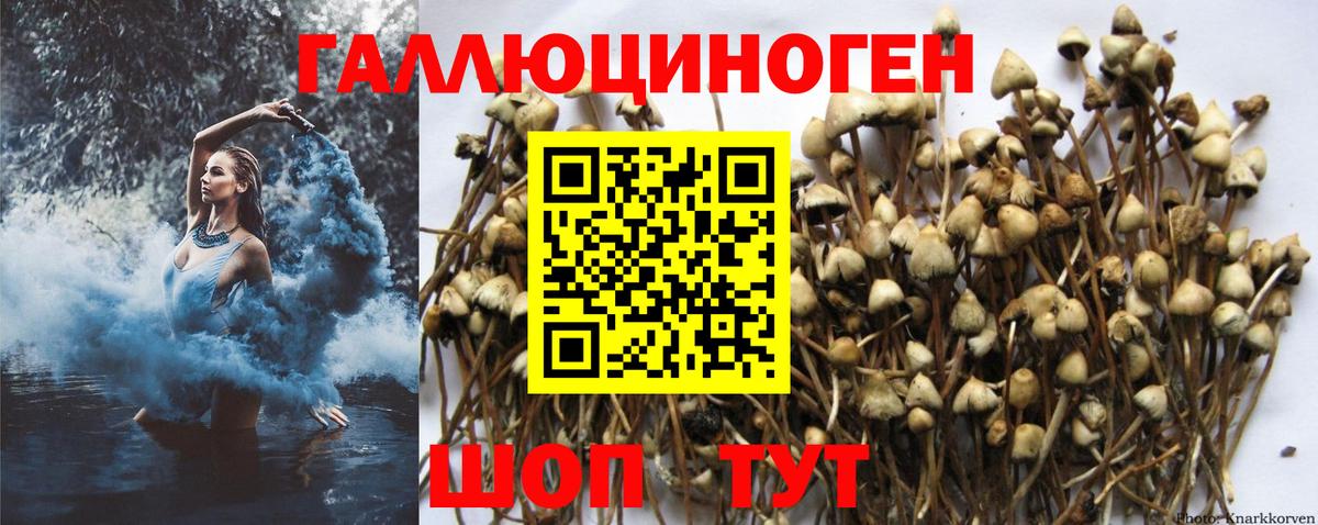 Галлюциногенные грибы Psilocybe  Вход с VPN  Можга 